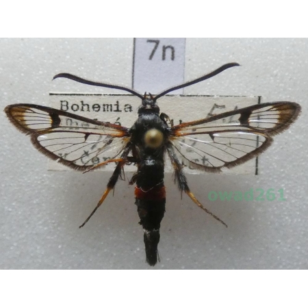 Synanthedon culiciformis (Linnaeus, 1758) Czech7n